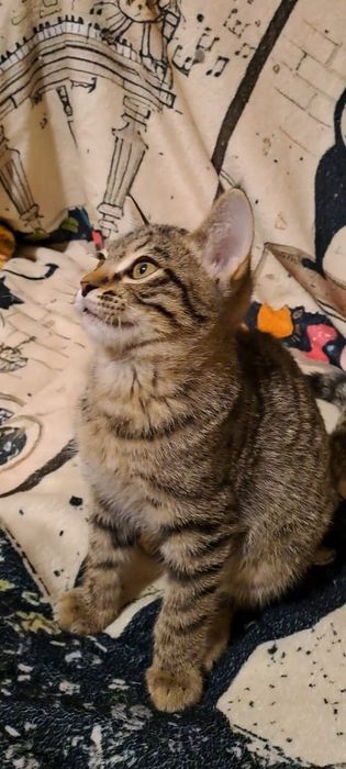 Котенок в добрые руки