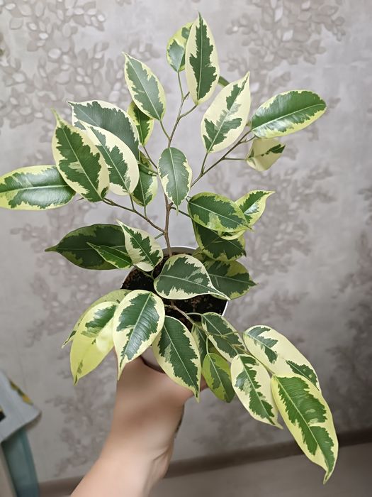 Фикус Бенджамина