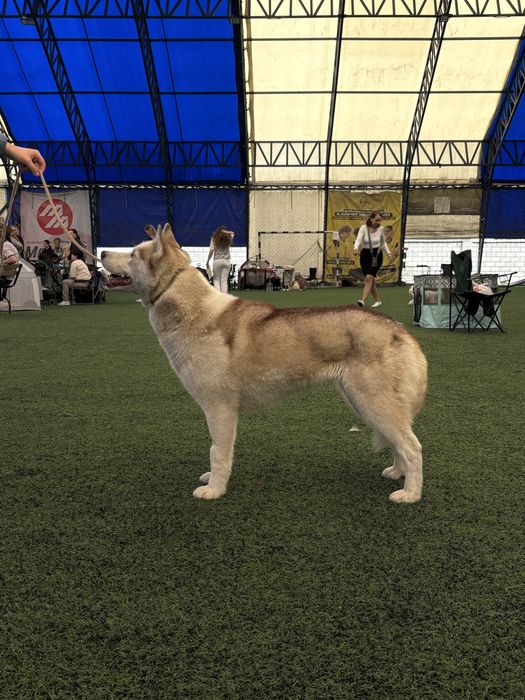 ПРОПАЛА собака хаски