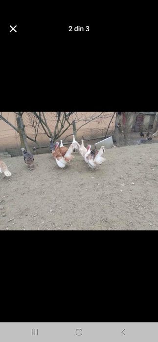 Vând curci și curcani