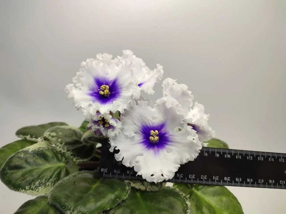 Фиалка (сенполия) Dn-Щедрик