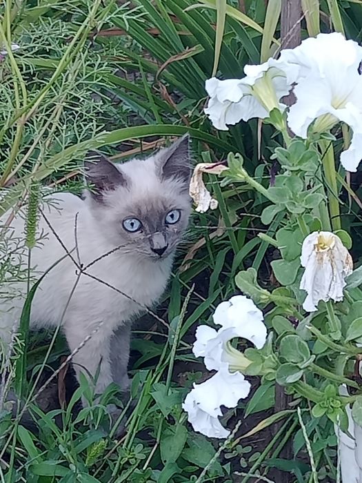 Отдам милых котят