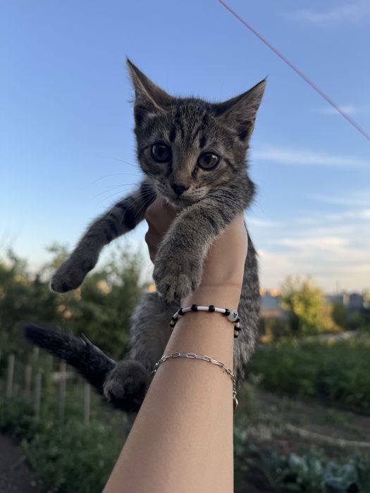 Котята в поисках дома
