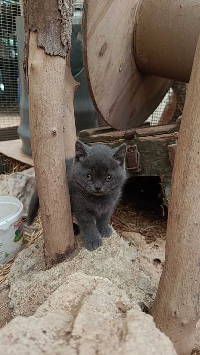 Британско котенце