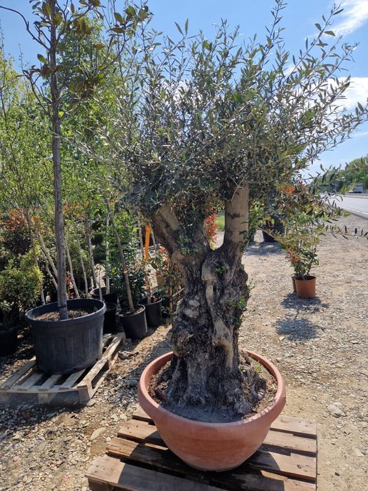 Plante ornamentale