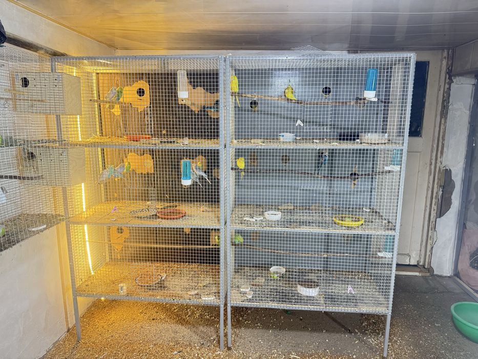 Кафас сотилади кушлага