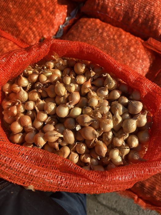 Vand arpagic calitate foarte buna