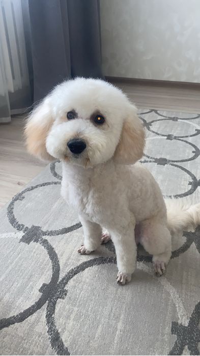 Вязка карликового пуделя