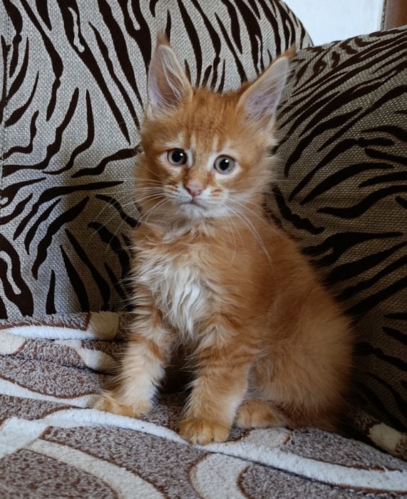 Продам котенка Мейн-кун девочка
