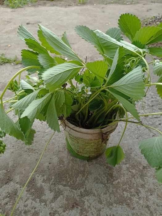 Продам рассаду одноразовой клубники "Ананасовая" по 100тг
