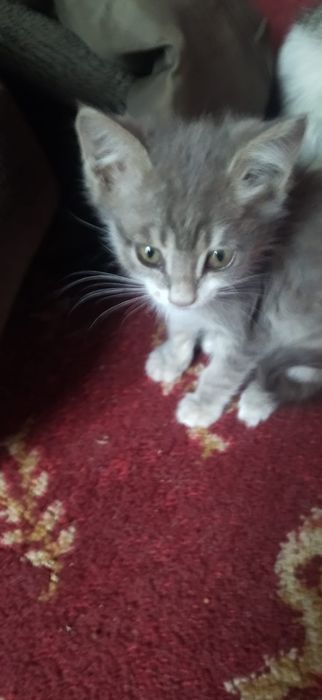 котята бесплатно