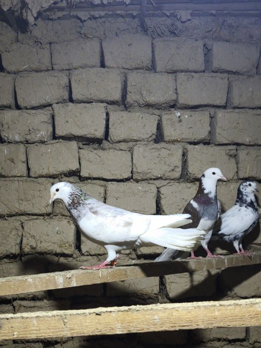 Шракахосты Голуб