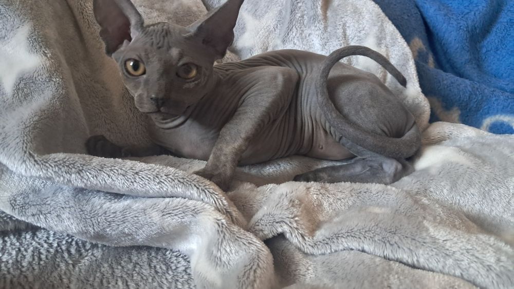 Продам котят канадского сфинкса