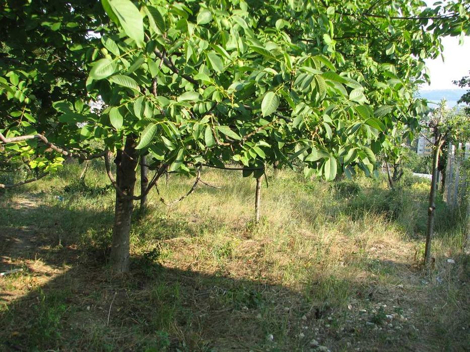 Продава се Парцел в с. Изгрев, Област Варна - 550 кв.м за 61 €/кв.м - Снимка #3