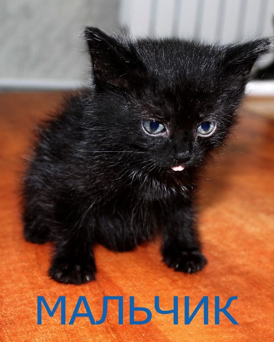 Котёнок мальчик в добрые руки