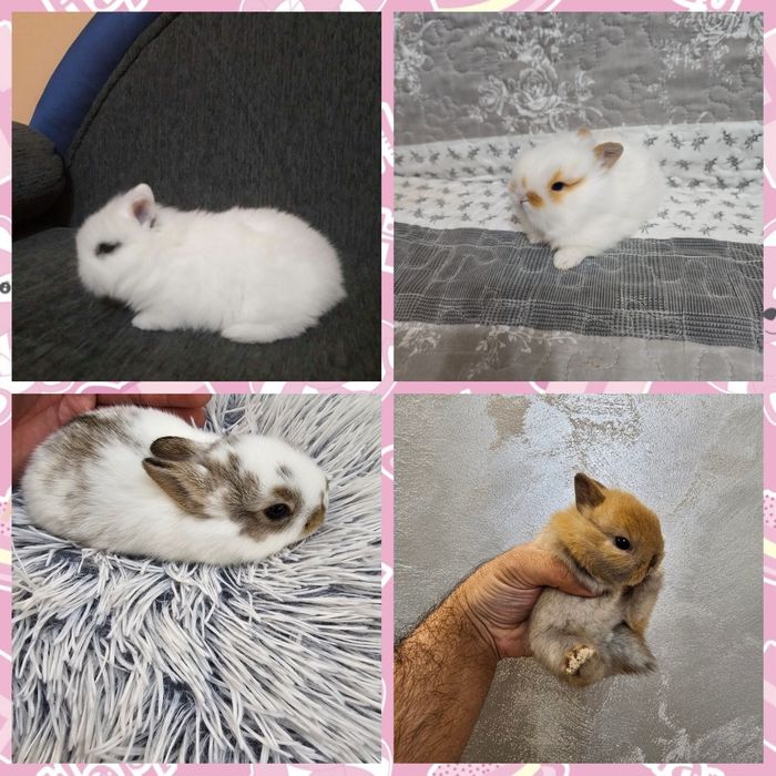 Мини зайци / Декоративни зайци от мини ферма