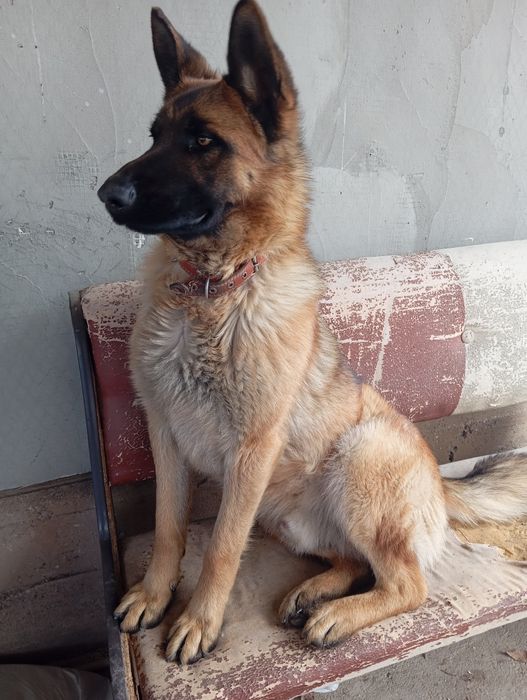 Животные собаки овчарка