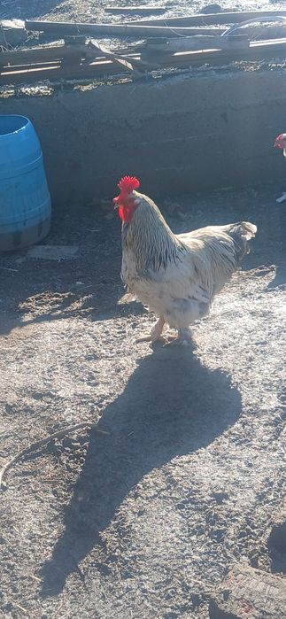 Vand cocosi rasa brahma rasa austrolop