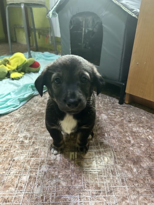 Отдам щенка в добрые руки