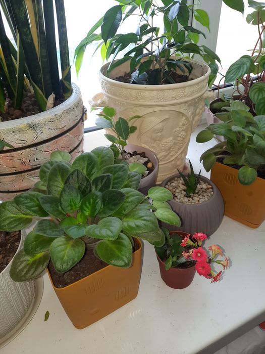 Продам комнатные цветы