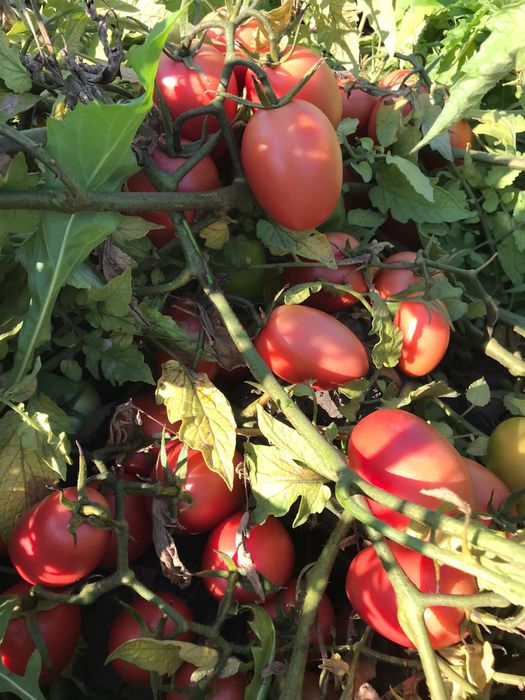 Семено розового томата