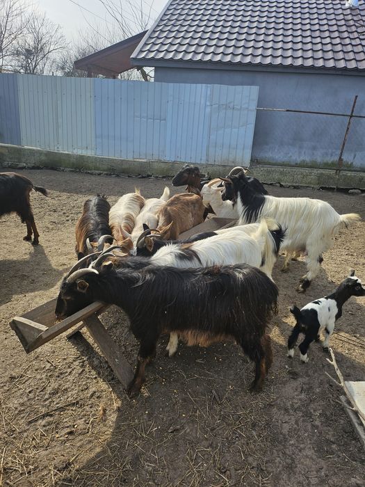 Vand urgent 15 capre cu iezi
