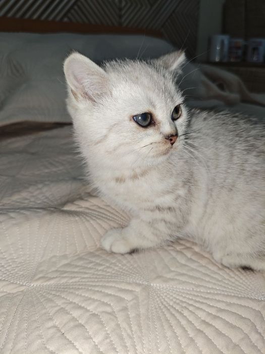 Шиншилла серебро с родословной