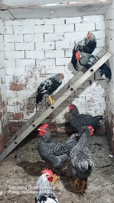 Cocosi rasă Plymouth rock barat și Leghorn Italiene
