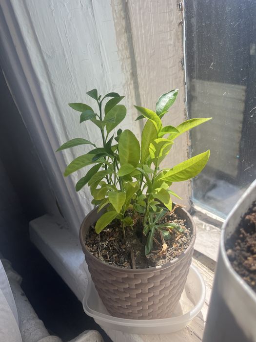 Продам комнатное растение-лимон