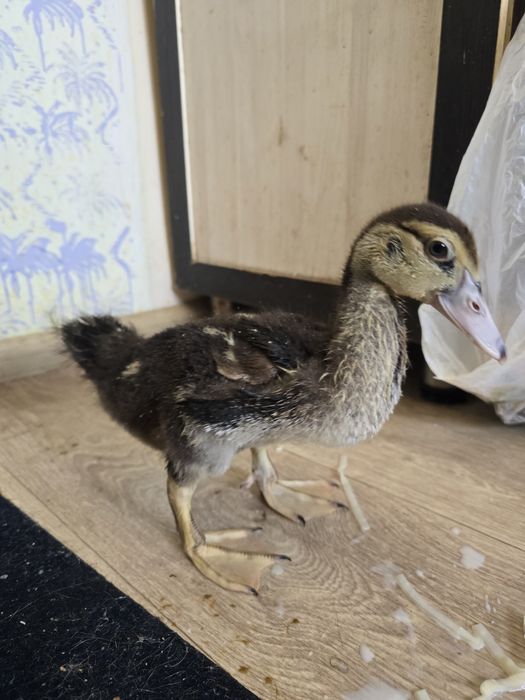 Есть уточки 2 шт продам не дорого!!!