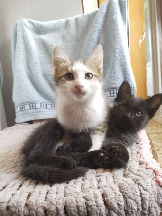 Отдам котят в добрые руки
