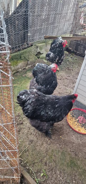 Vand cocosi cochinchina bobat urias