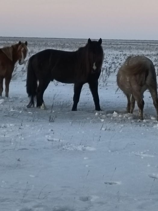 Продам верхового жеребца