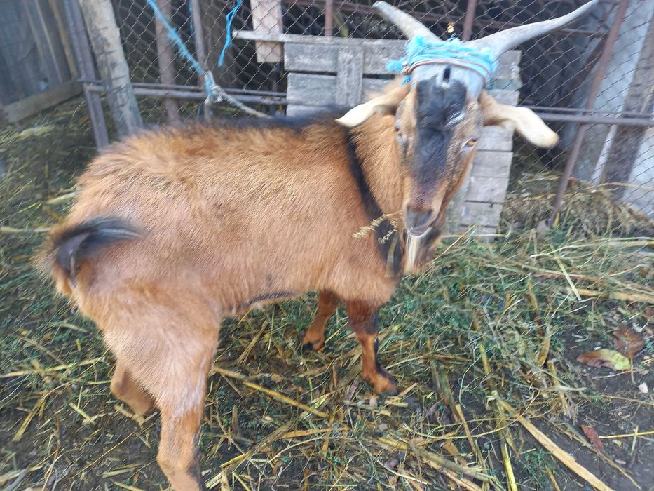 Tap alpin francez 2 ani