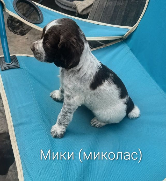 Продам Щенков  Русского Спаниеля