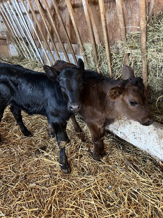 Aduc vitei pe comanda