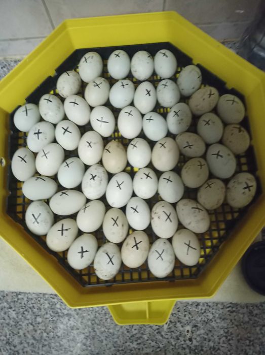 Pui gaini Araucana si oua pentru incubat