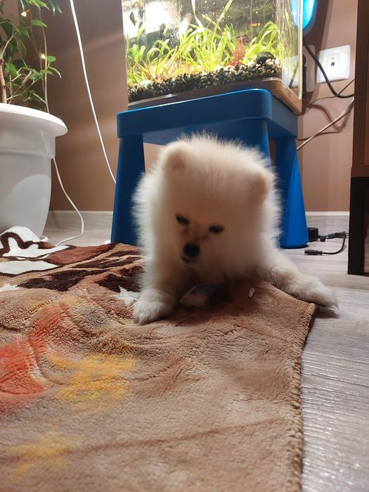 Щенок шпиц 2месяца