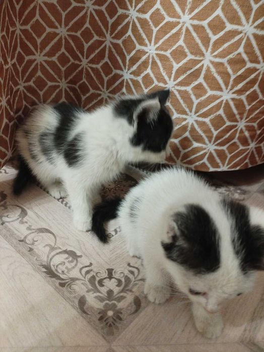 Отдам котят в добрые руки