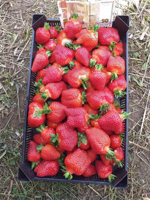 Разсад за ягоди 0.25€ целогодишни сезони и други само сега разполагаме