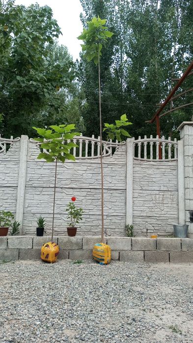 Декаратив кочатлар