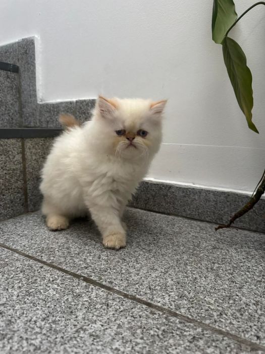 Персийско котенце
