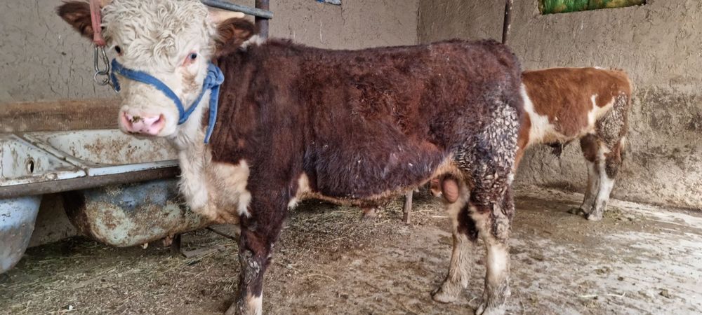 Buqa rassiadan kegan grinford sotiladi