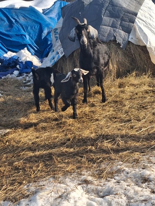 Vand o ieduta de anglo nubian