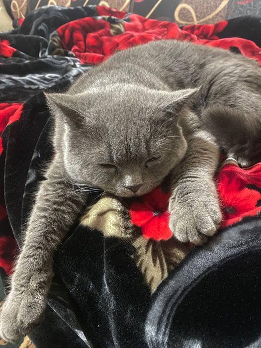 Mushuk skotish strayt