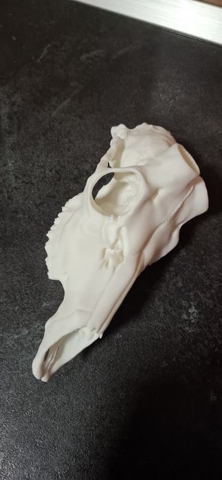 Cap căprior 3d craniu