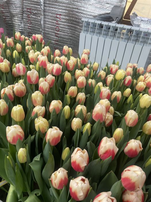 Голандские Тюльпаны оптом и в розницу