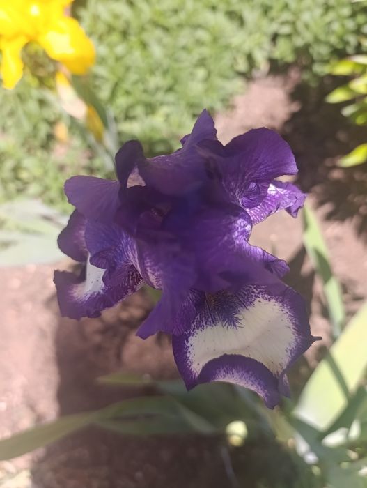 Продам бородатые сортовые ирисы