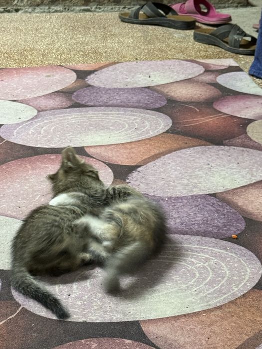 Бесплатно отдам котят