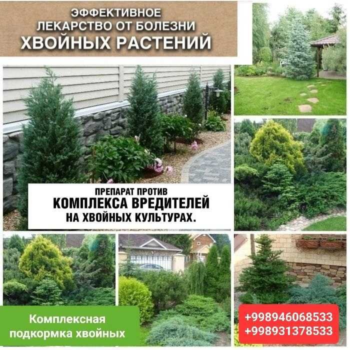 Газон. Хвойные. Комплексный уход.  Устройство газона.